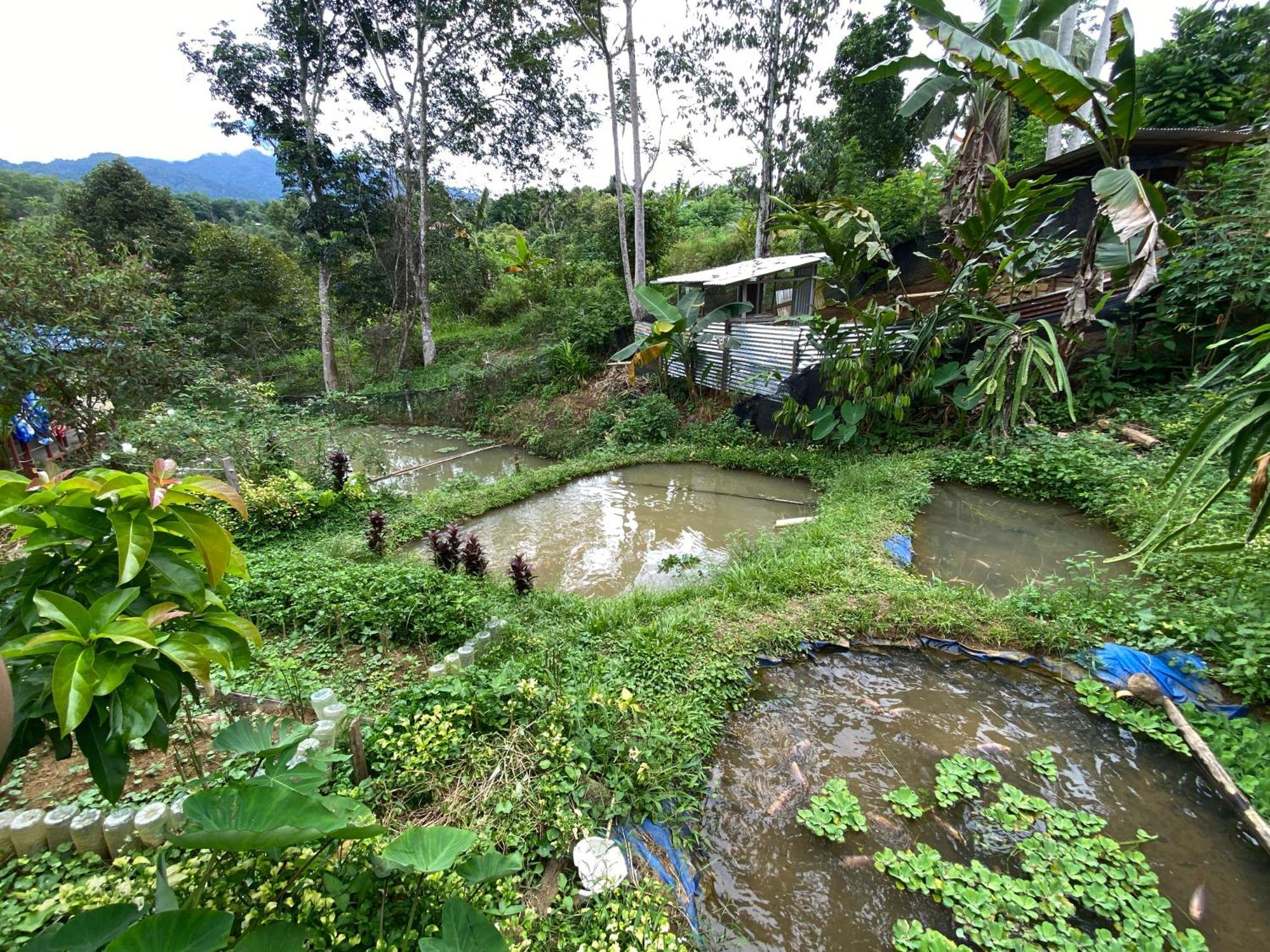 Hotel Da Family Mini Garden Ranau Exterior foto